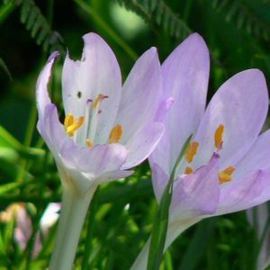 Meet your Posher, Eugenia